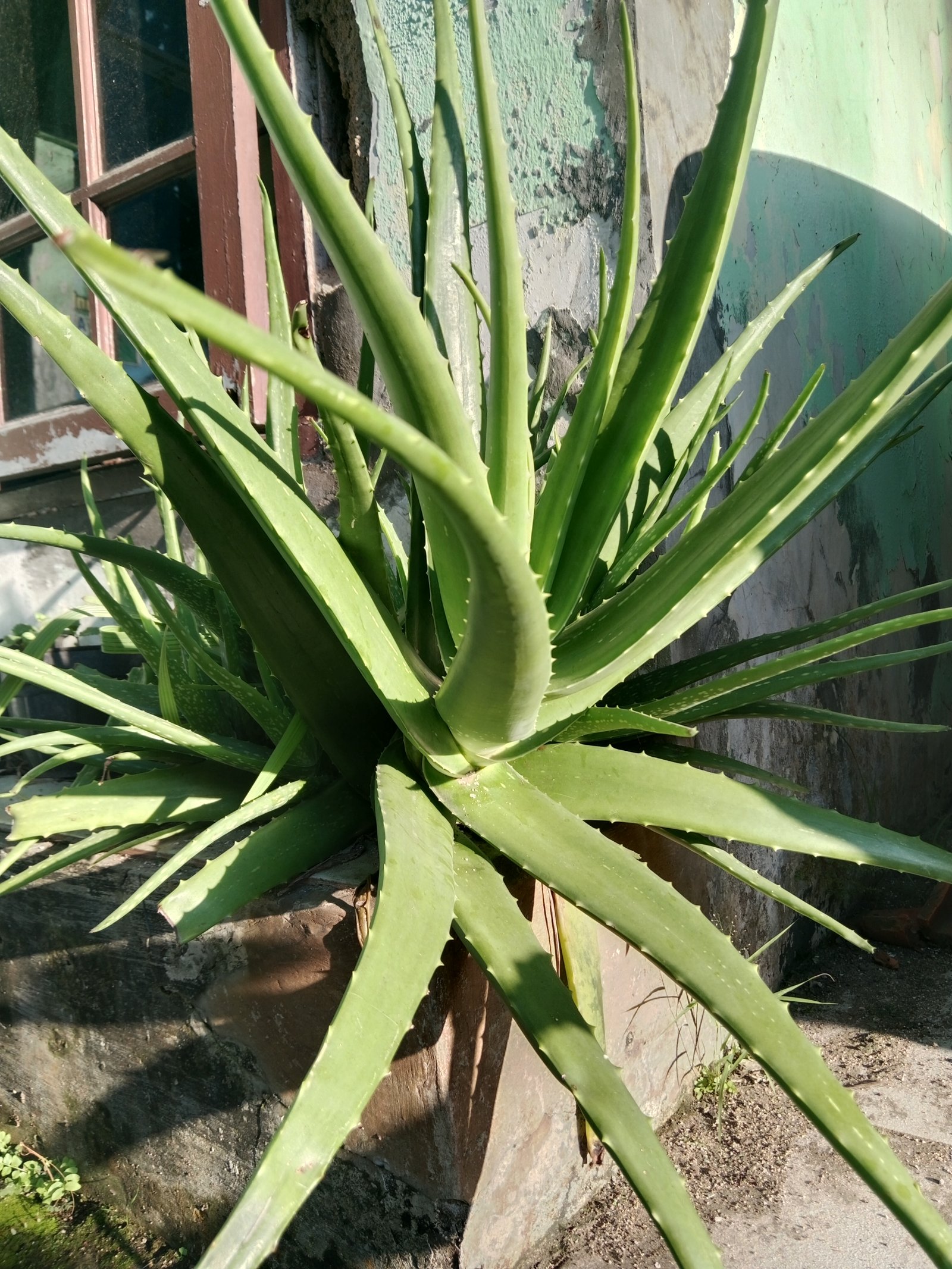 Detail dari Minuman Lidah buaya 